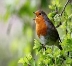 Описание: Птахи співають різними діалектами - вчені - Korrespondent.net